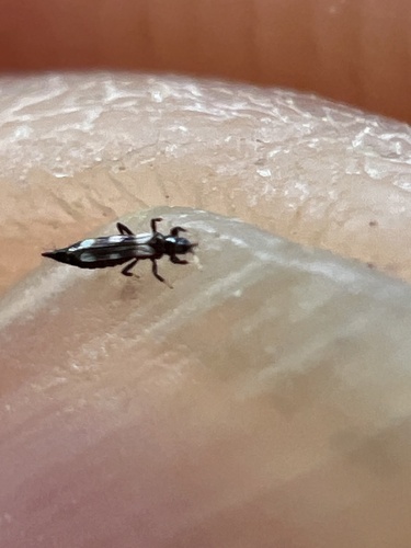 Aeolothrips versicolor