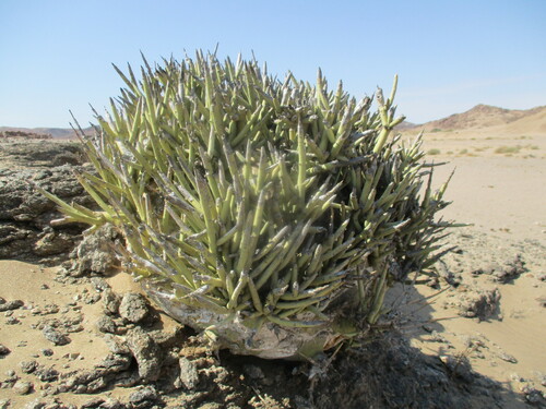Adenia pechuelii