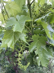 Vitis vinifera