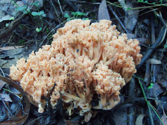 Ramaria capitata