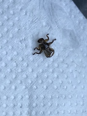 Lipoptena depressa