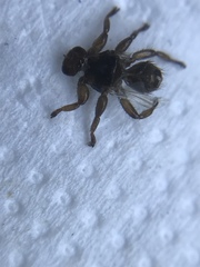 Lipoptena depressa