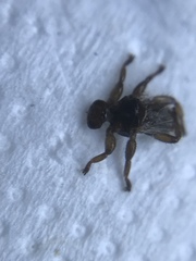 Lipoptena depressa