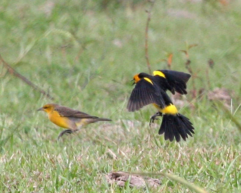 Saffron-cowled Blackbirds