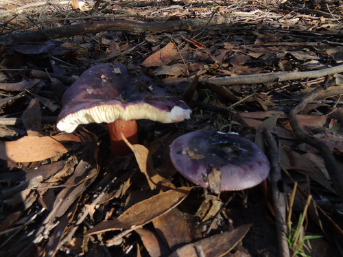 Russula clelandii image