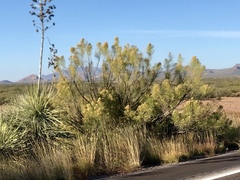 Baccharis sarothroides