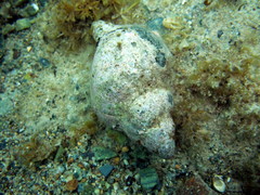 Australaria australasia