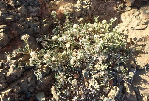 Image of Limeum aethiopicum by (c) Nicola van Berkel, some rights reserved (CC BY-SA)