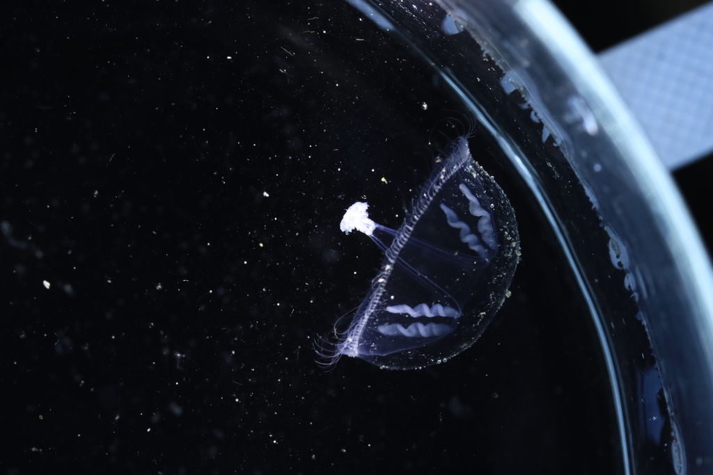 Umbrella Jelly from WA, USA on May 15, 2023 at 0914 AM by Zach