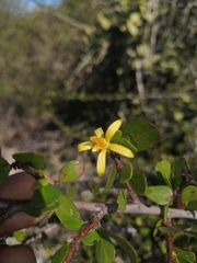 Grewia erythroxyloides image