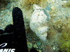 Australaria australasia