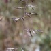 Festuca idahoensis - Photo (c) Morgan Stickrod, algunos derechos reservados (CC BY-NC), subido por Morgan Stickrod