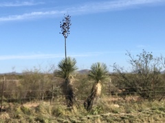 Yucca elata