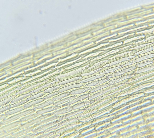 Image of Dusky Fork-Moss (Dicranum fuscescens) by (c) Helen Waterman, some rights reserved (CC BY)