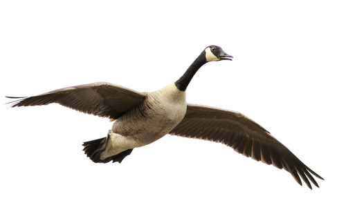 Canada Goose photographed in Maine