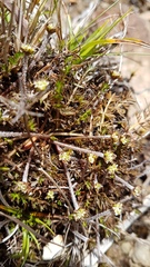 Chaerophyllum colensoi colensoi