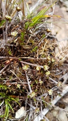 Chaerophyllum colensoi colensoi