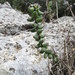 Villadia albiflora - Photo (c) Leticia Soriano Flores,  זכויות יוצרים חלקיות (CC BY-NC), הועלה על ידי Leticia Soriano Flores