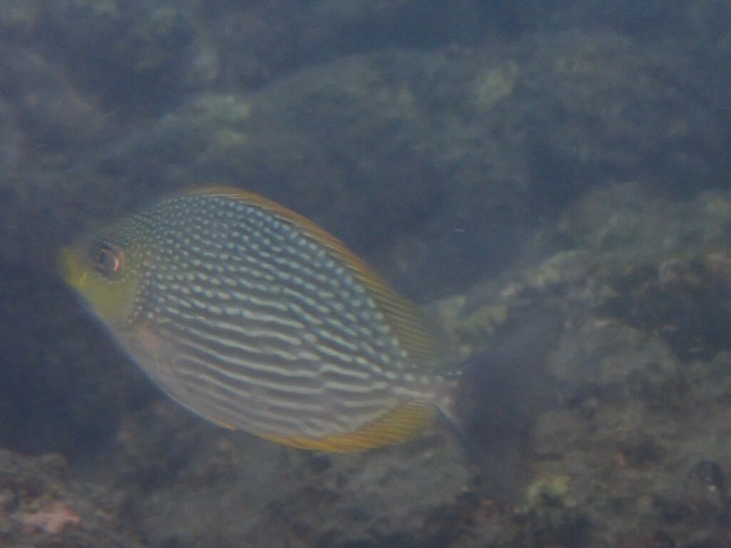 bluespotted spinefish