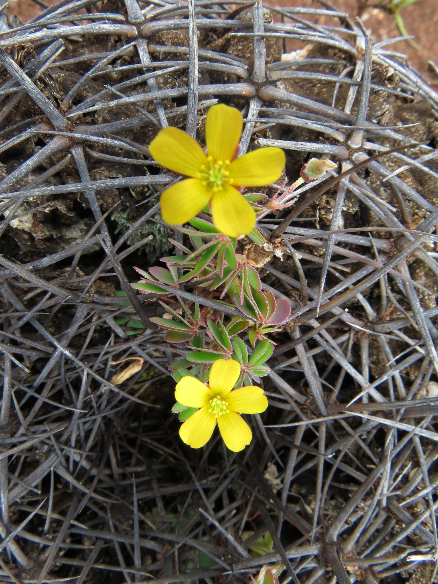 Oxalis albicans
