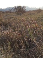 Limonium californicum