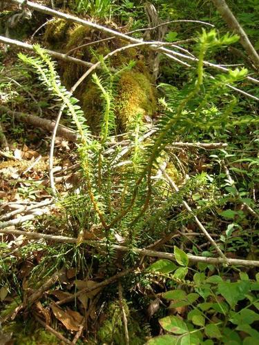 Phlegmariurus phyllanthus