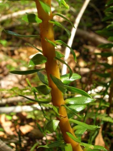 Phlegmariurus phyllanthus