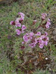 Stevia viscida