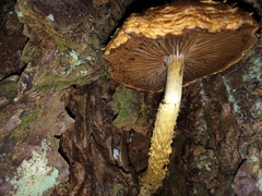 Hemistropharia
