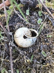 Allogona ptychophora