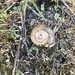 Idaho Forestsnail - Photo (c) Mason Linscott, some rights reserved (CC BY-NC), uploaded by Mason Linscott