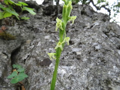 Kionophyton seminuda