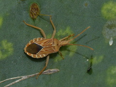 Chelinidea tabulata