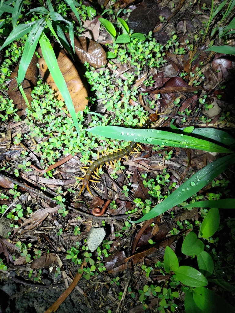 Vietnamese Centipede