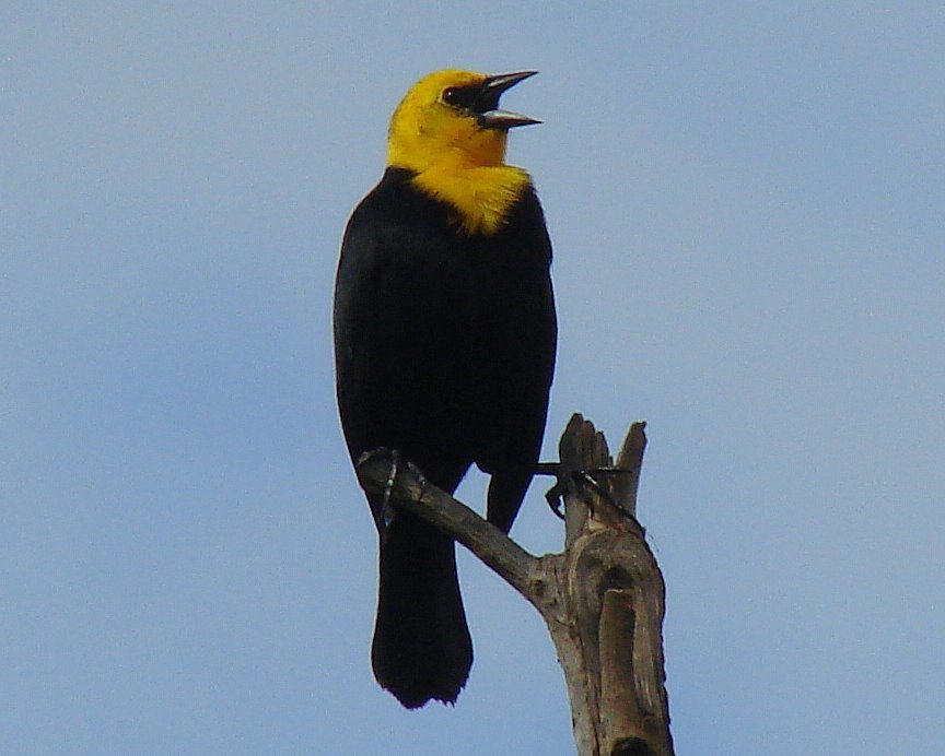 Chestnut-capped and Yellow-hooded Blackbirds