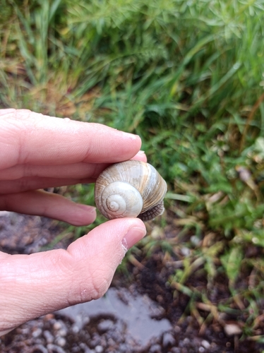 slimák žltkastý (Helix lutescens)