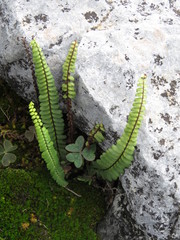 Asplenium palmeri