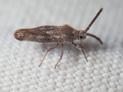 Teleonemia scrupulosa