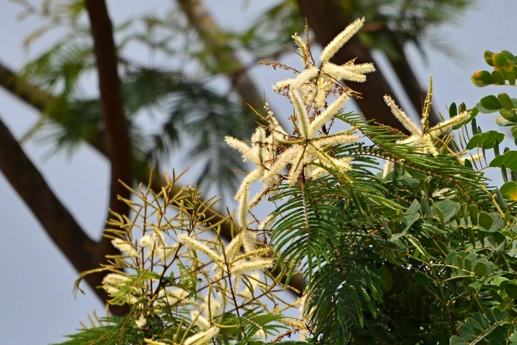 Paraserianthes