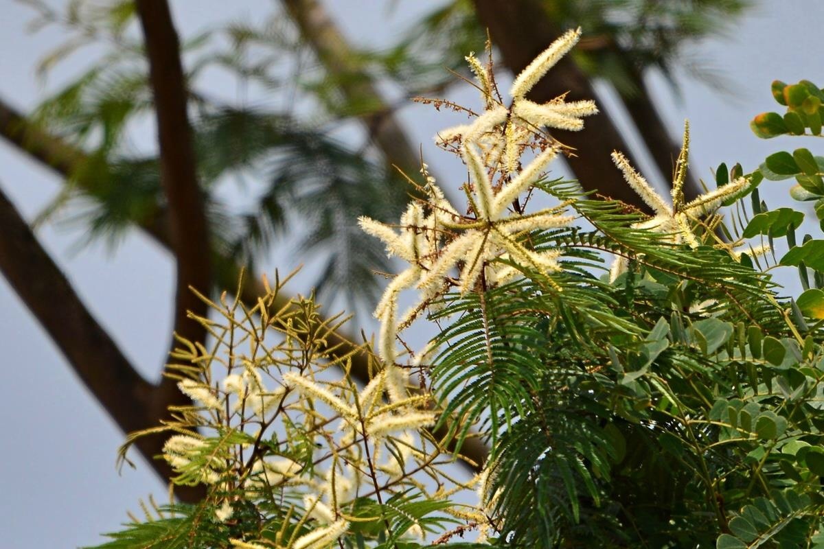 Paraserianthes