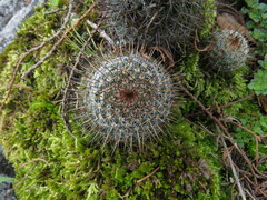 Mammillaria flavicentra