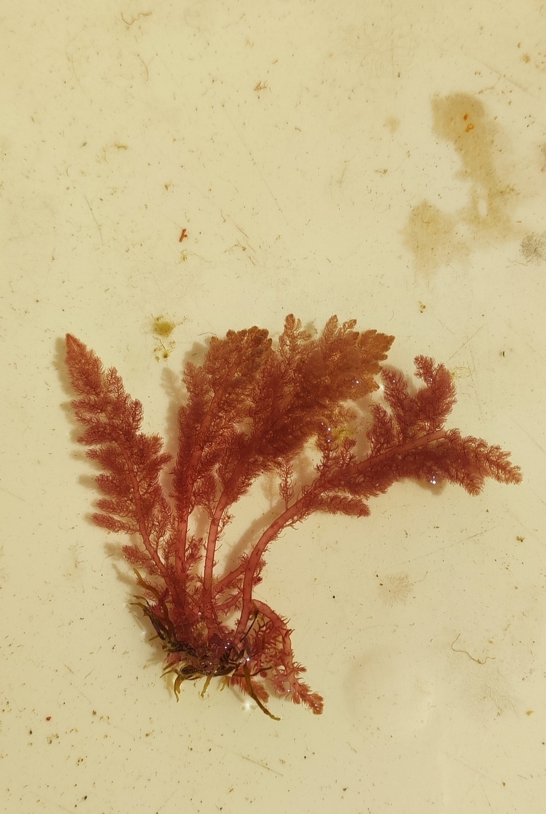Callithamnion granulatum