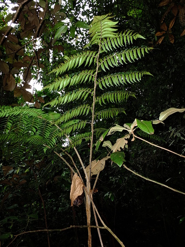 Cyathea marginalis