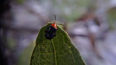 Disonycha varicornis