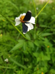 Melanchroia chephise