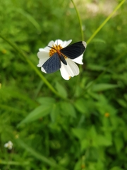 Melanchroia chephise