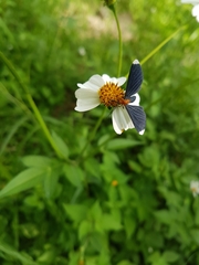 Melanchroia chephise