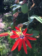 Passiflora manicata