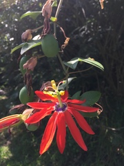 Passiflora manicata
