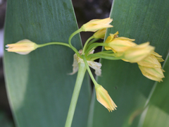 Allium moly
